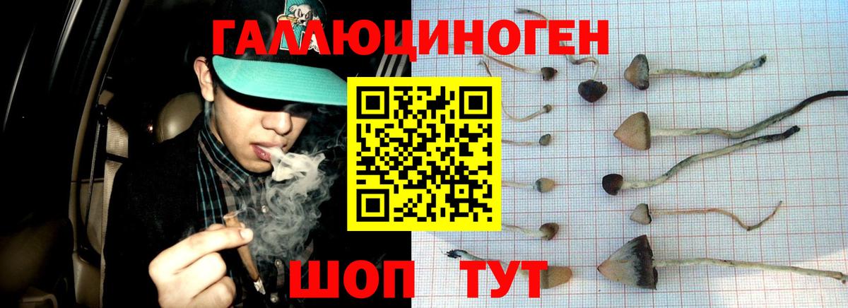 Галлюциногенные грибы Cubensis Тейково